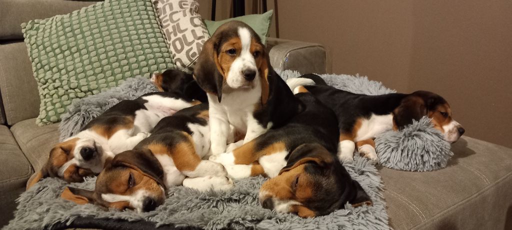 chiot Beagle Du Clos Du Beau Repère